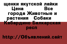щенки якутской лайки › Цена ­ 15 000 - Все города Животные и растения » Собаки   . Кабардино-Балкарская респ.